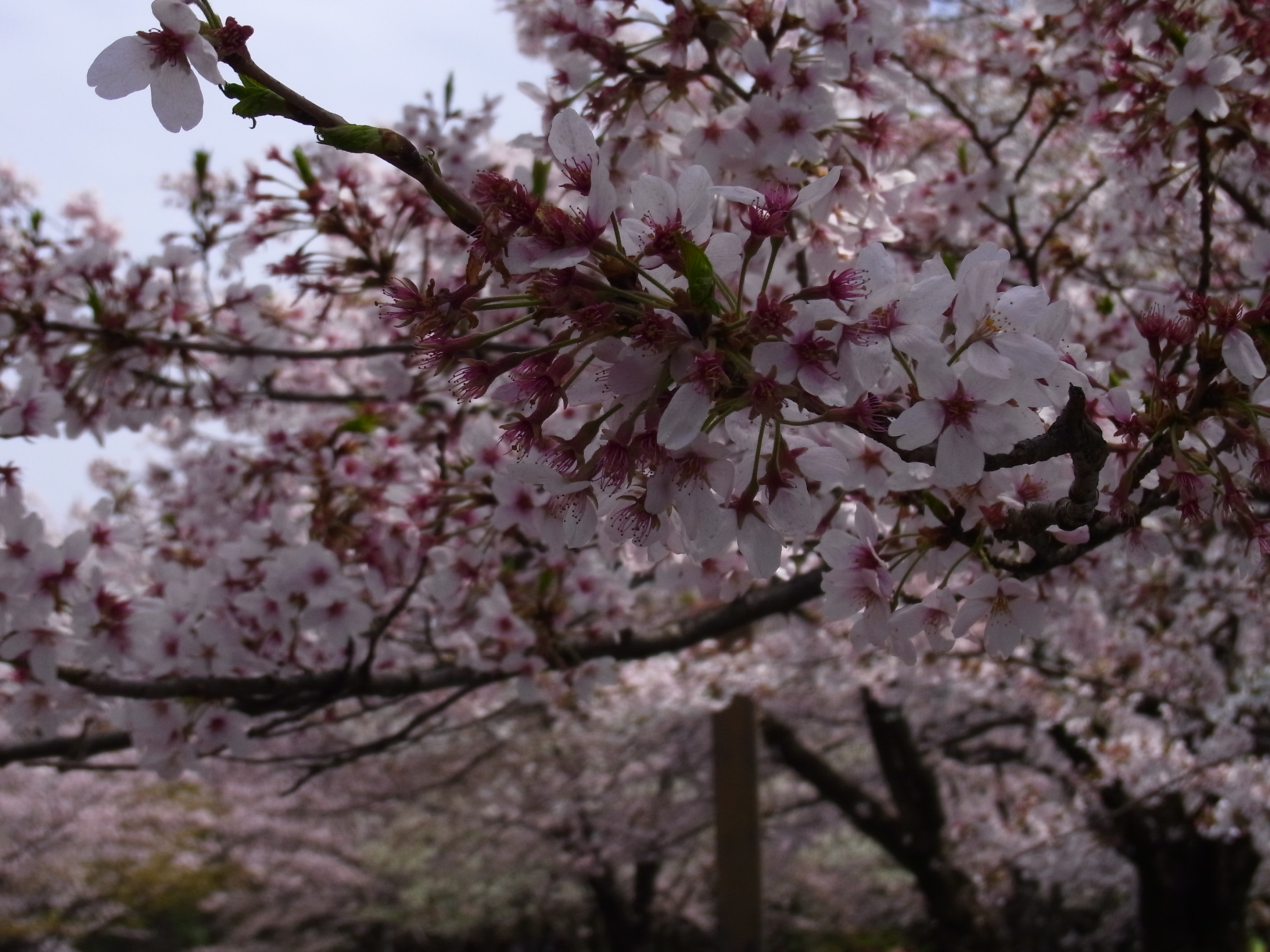 falling sakura